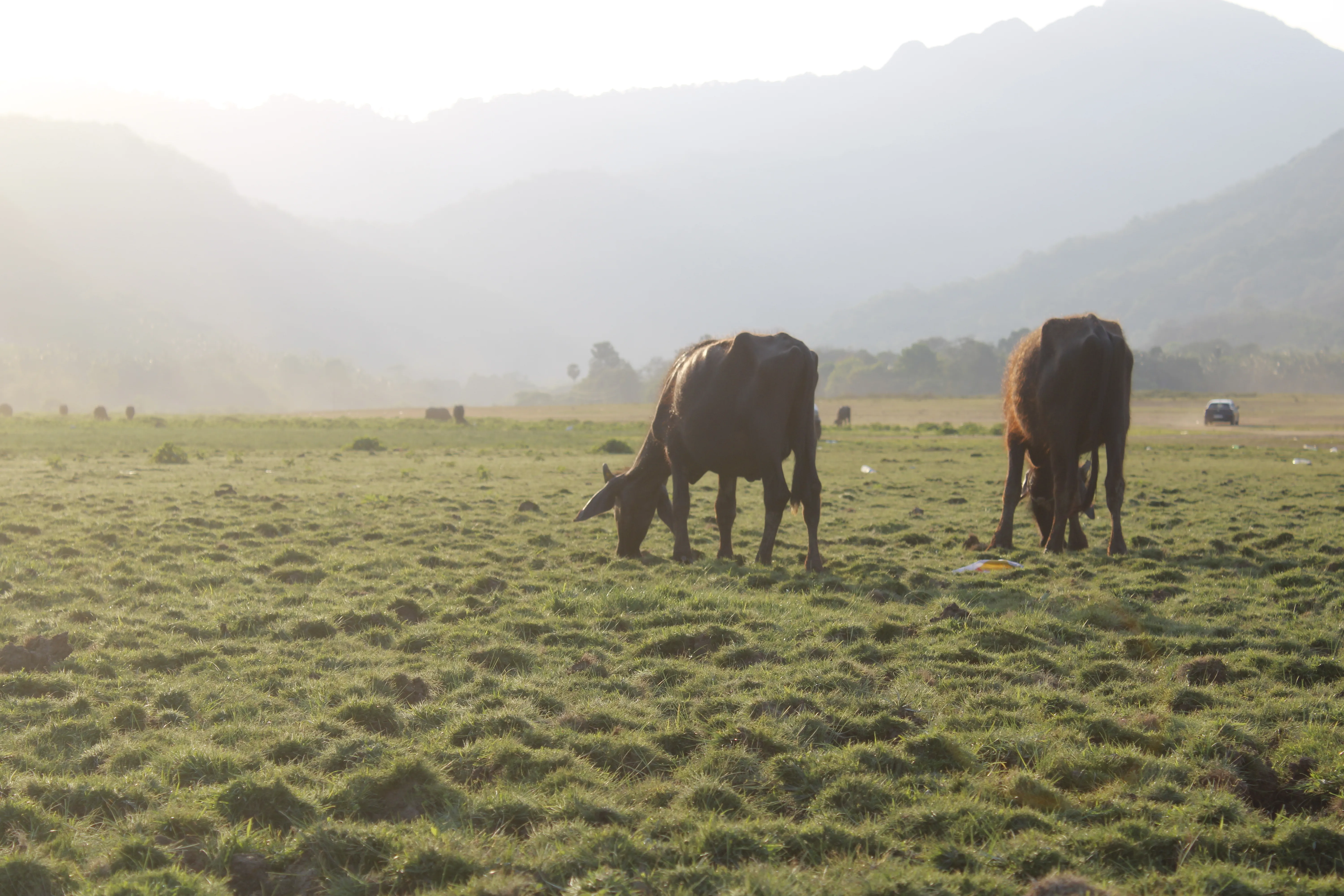 Cattle, Southern Malampuzha - Palakkad, Kerala
