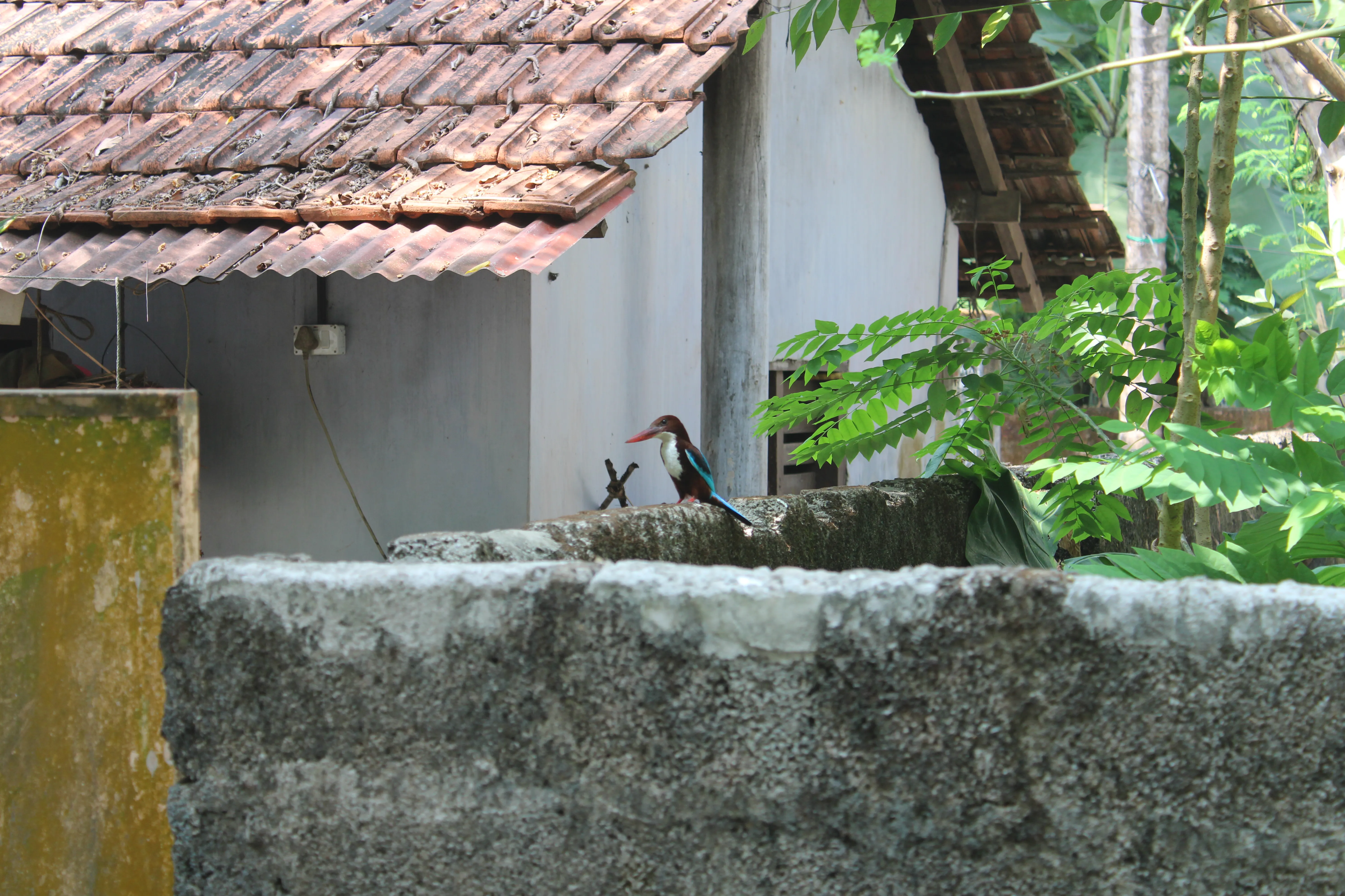 Kingfisher - Kozhikode, Kerala