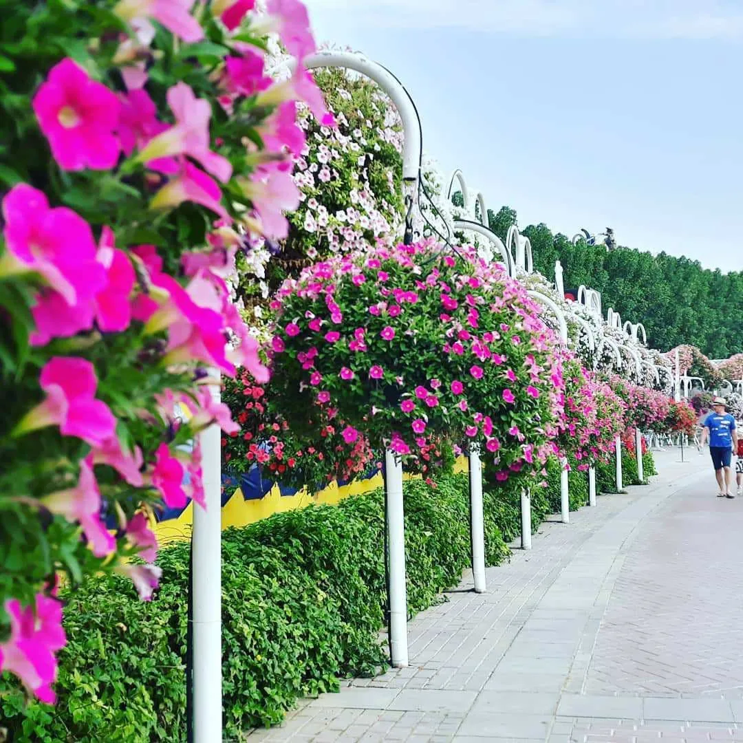 Miracle Garden - Dubai, UAE