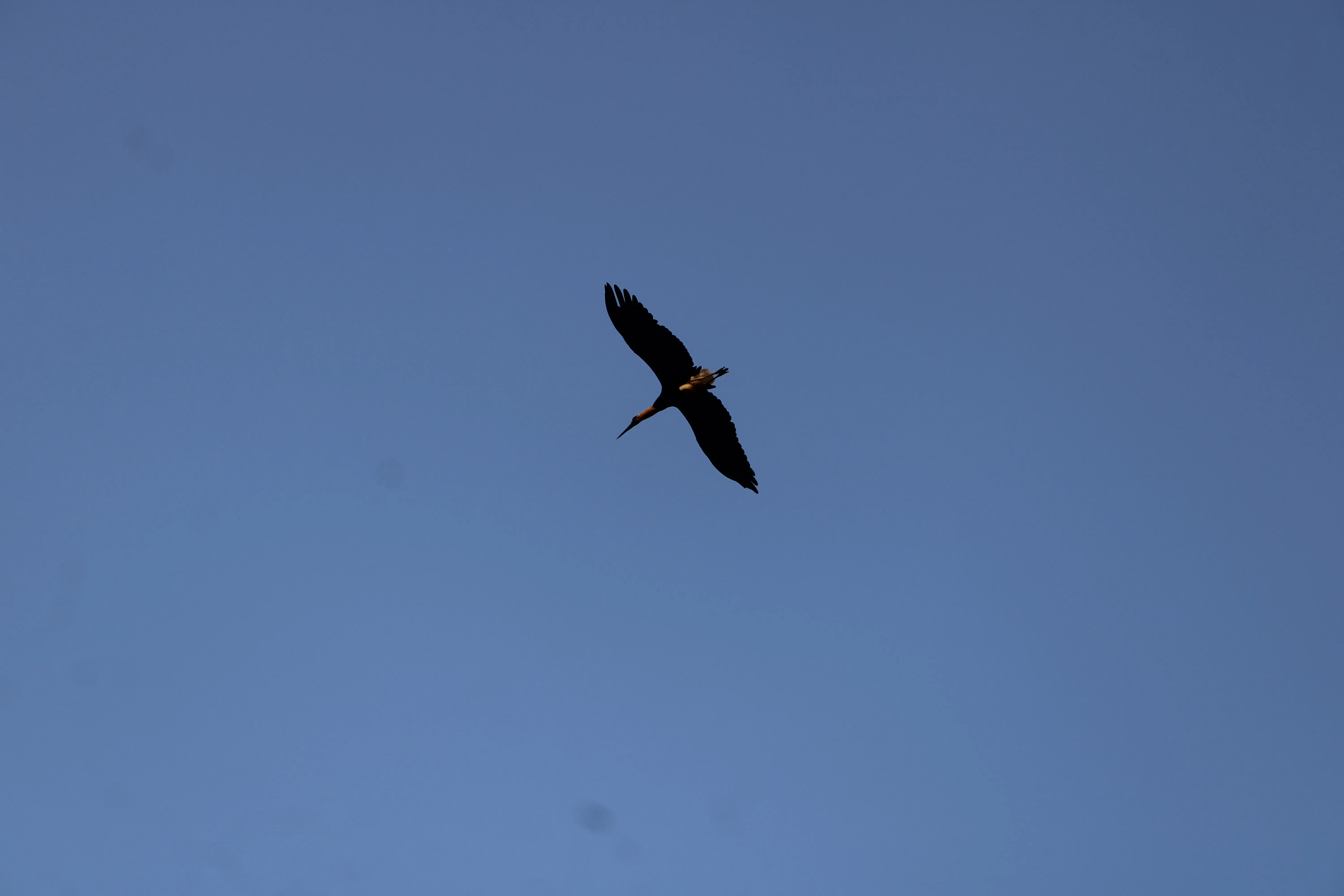 Bird in flight - Kerala