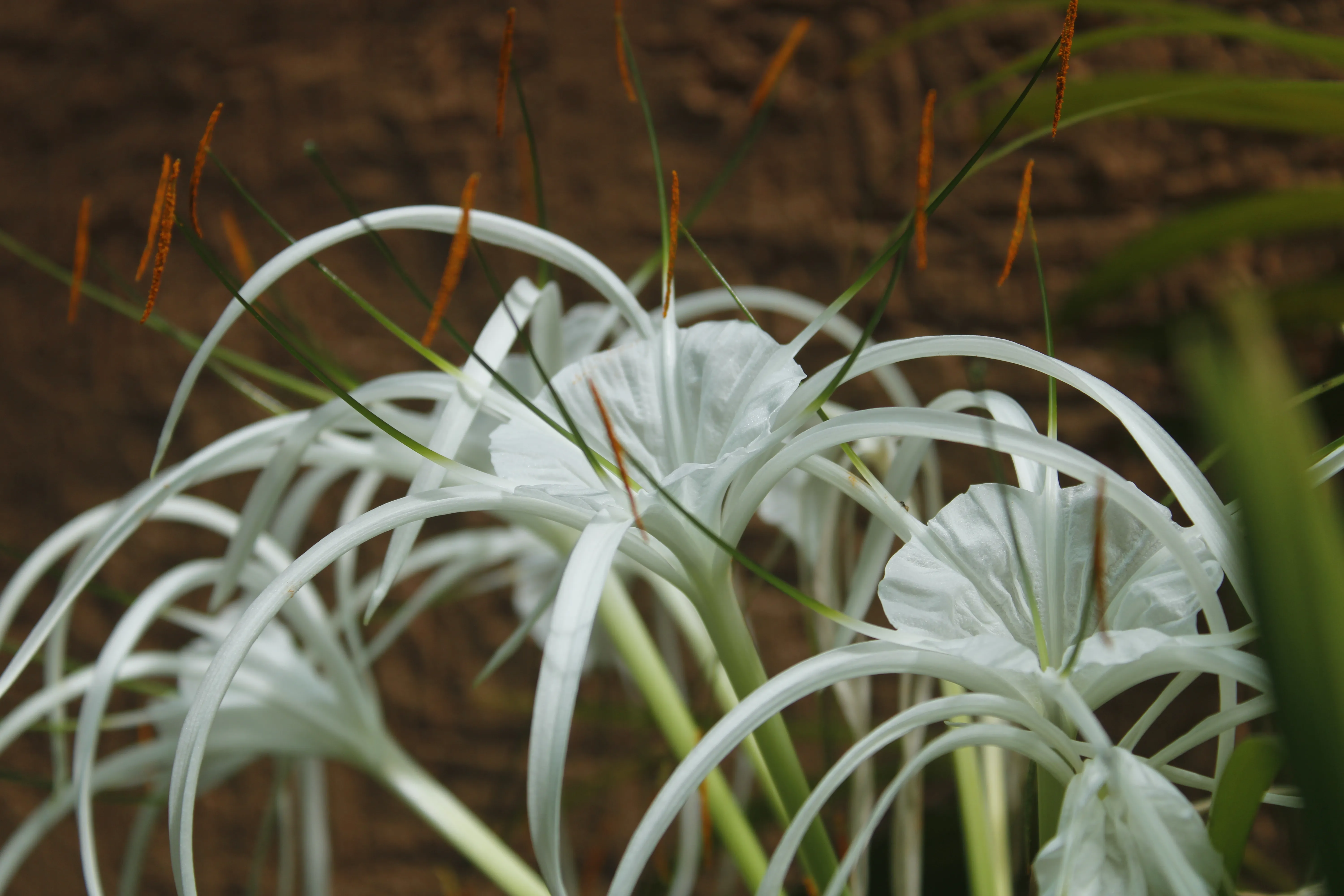 Spider lillies - Kozhikode, Kerala