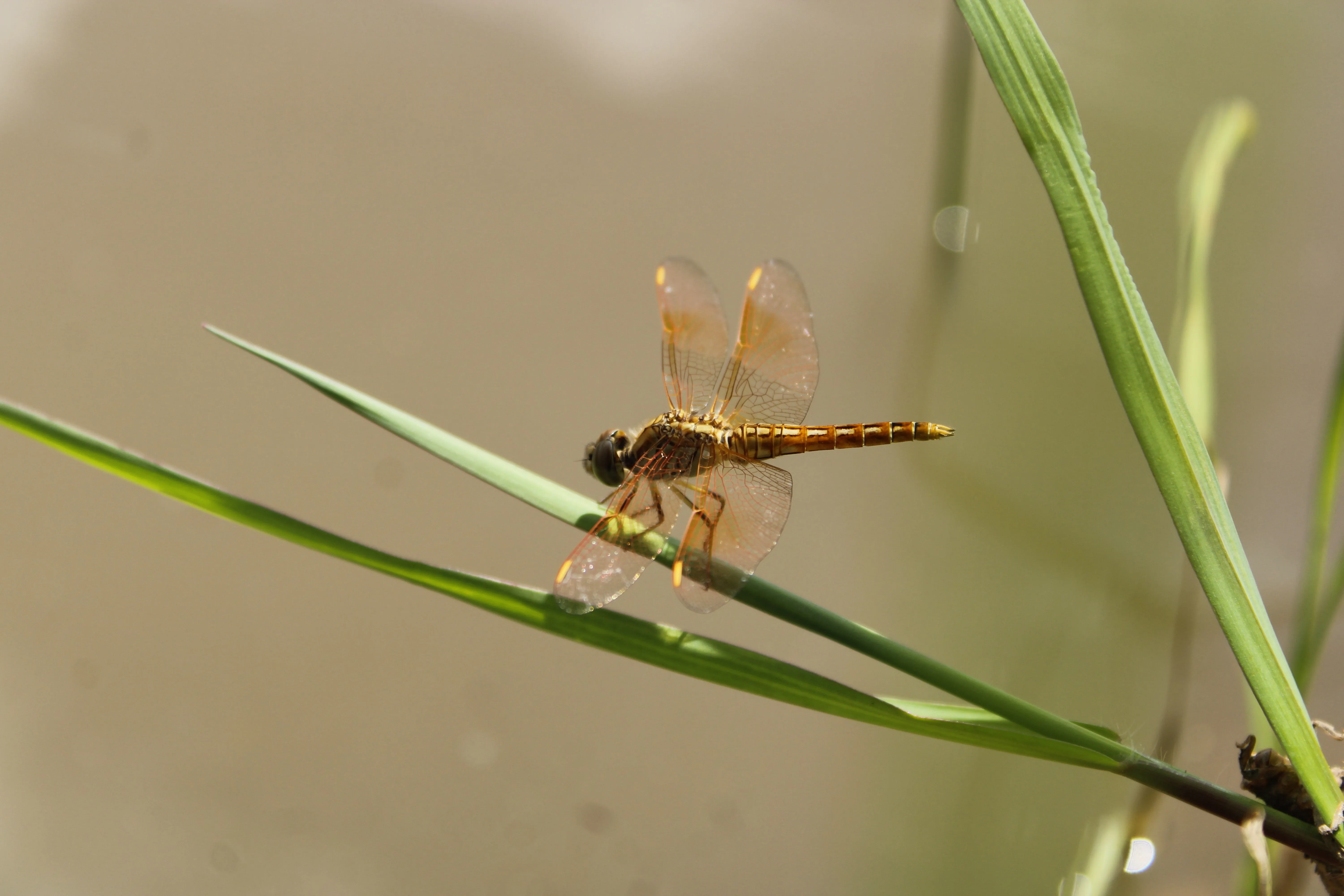 Dragonfly - Alappuzha, Kerala