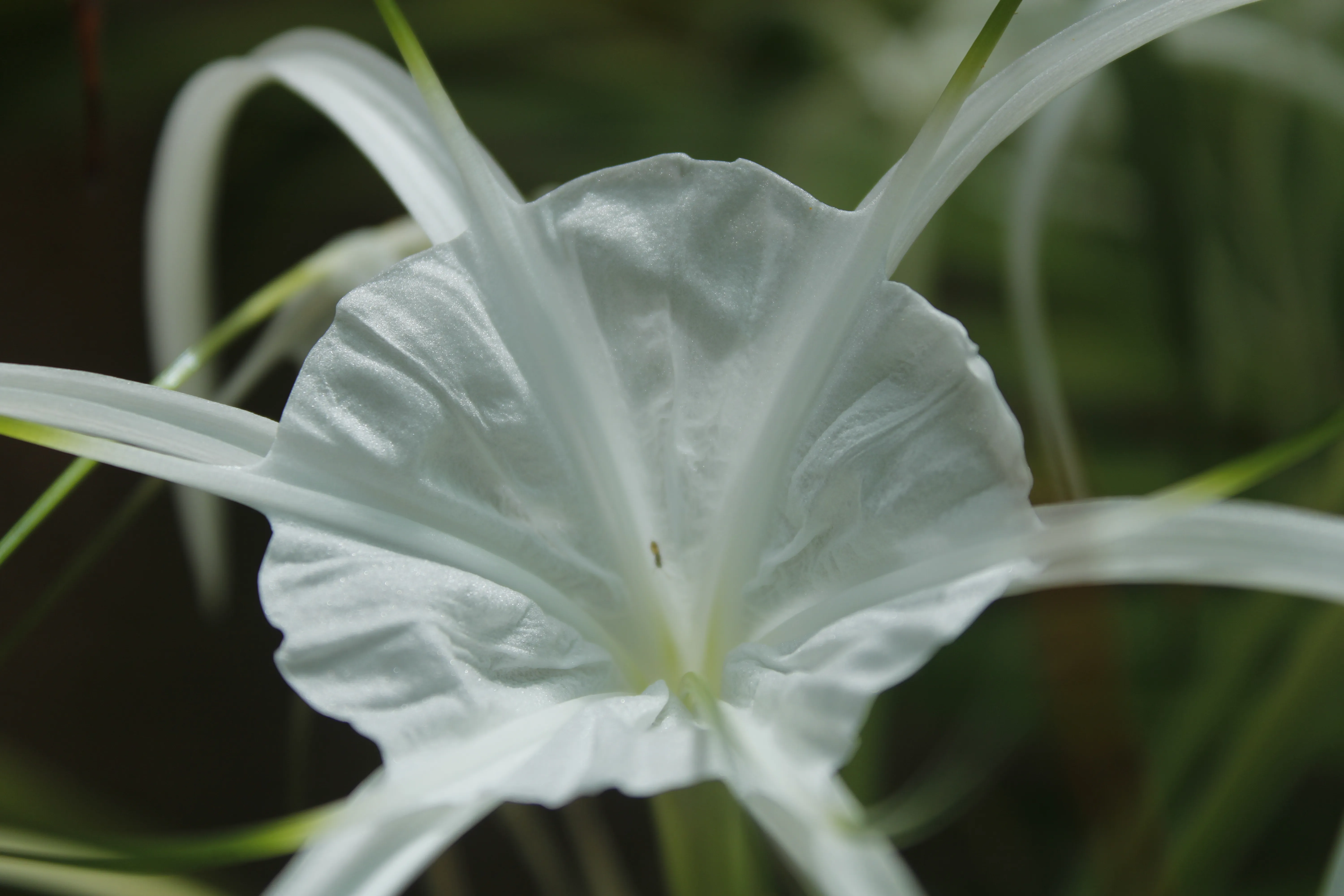 Spider lily - Kozhikode, Kerala