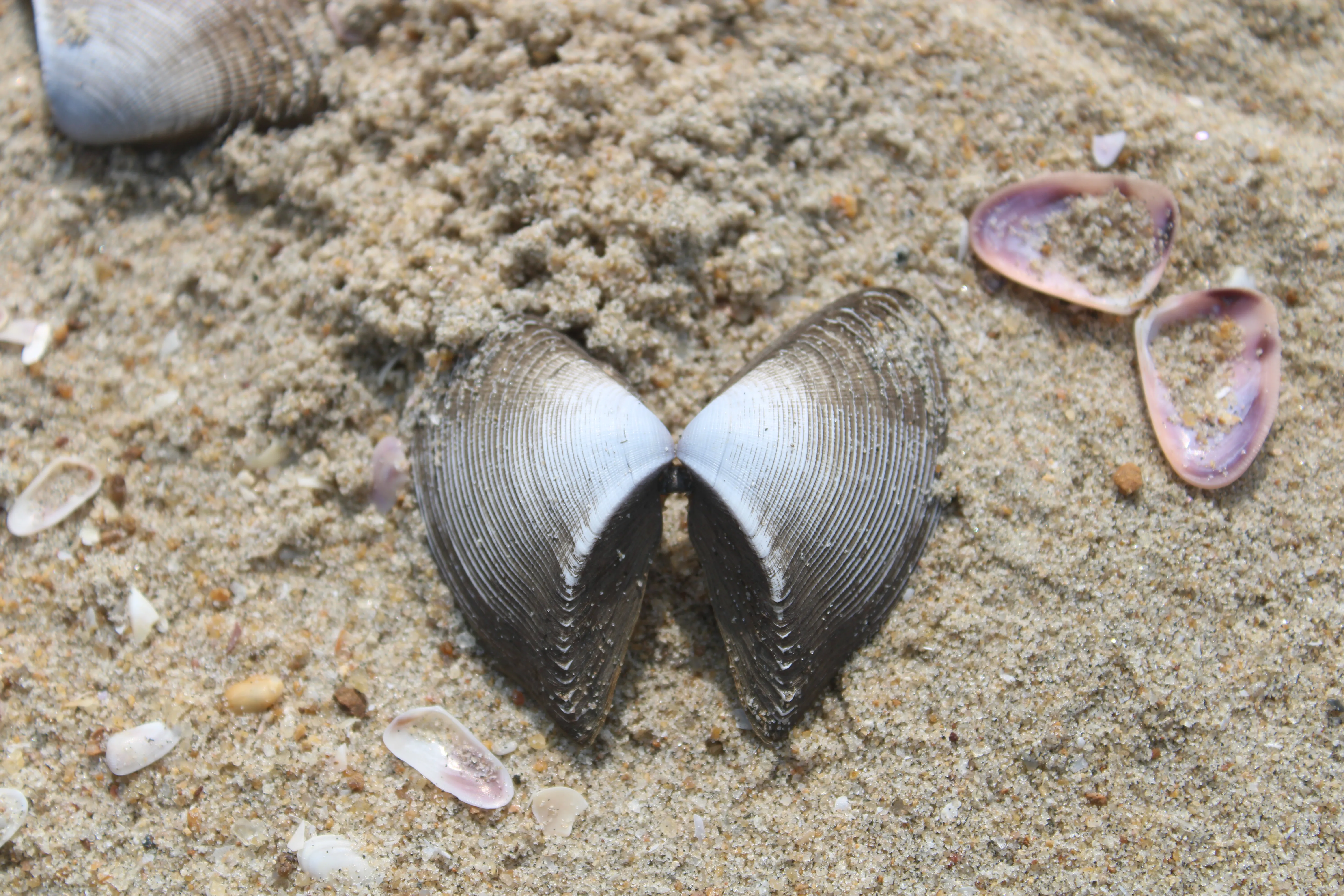 Sea shell - Kozhikode, Kerala
