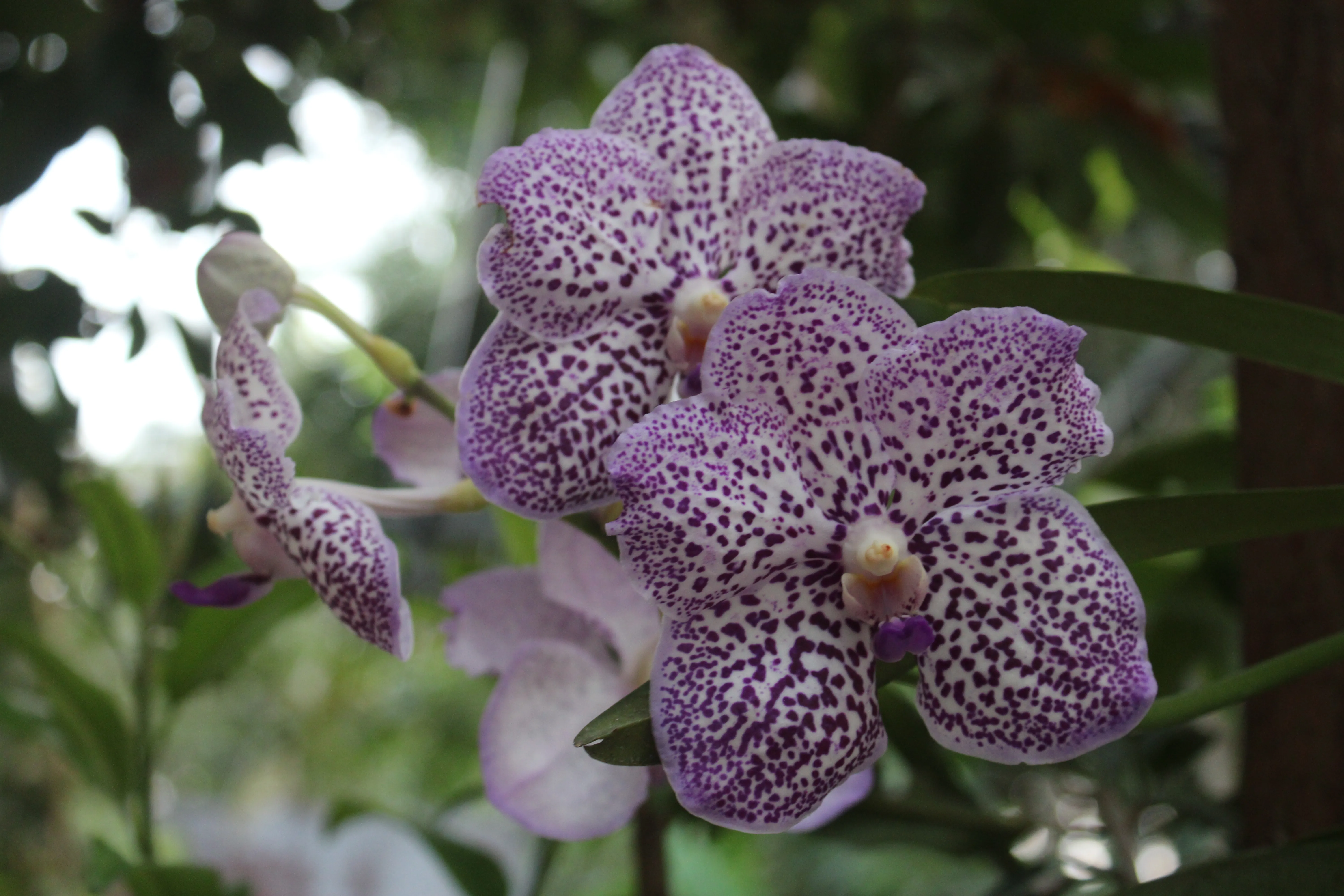 Orchids - Kozhikode, Kerala