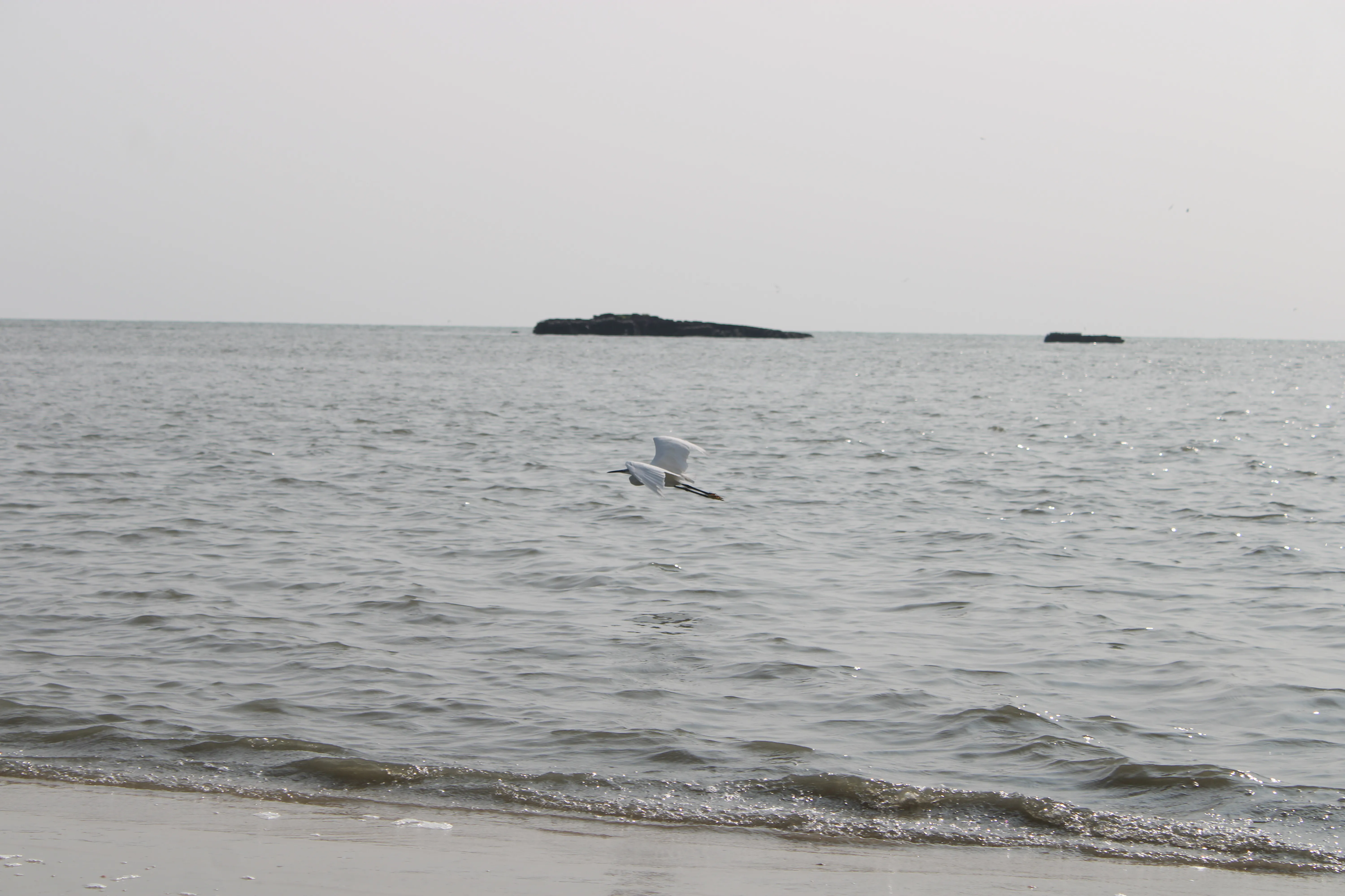 Bird & Beach - Kozhikode, Kerala