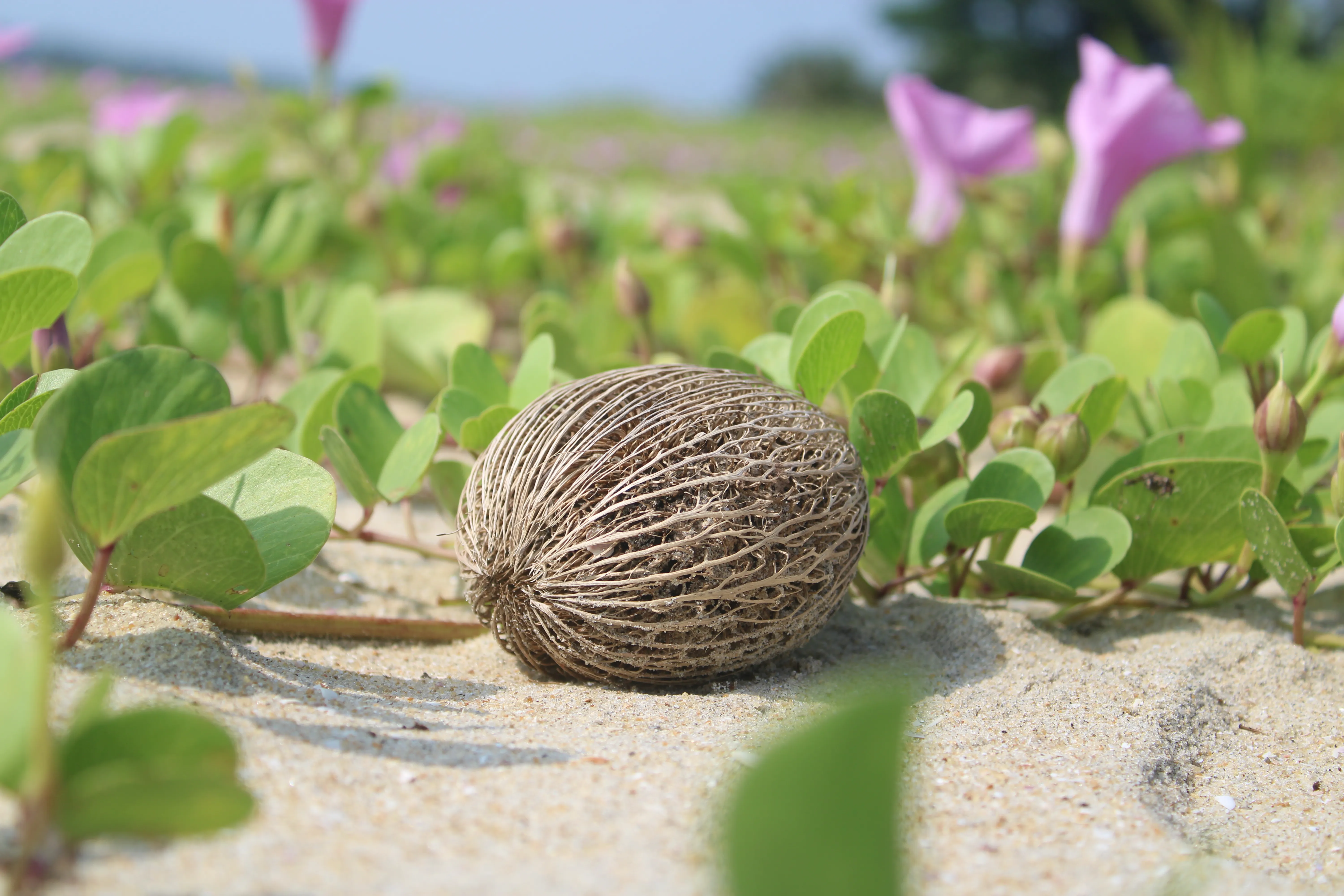 Beach - Kozhikode, Kerala