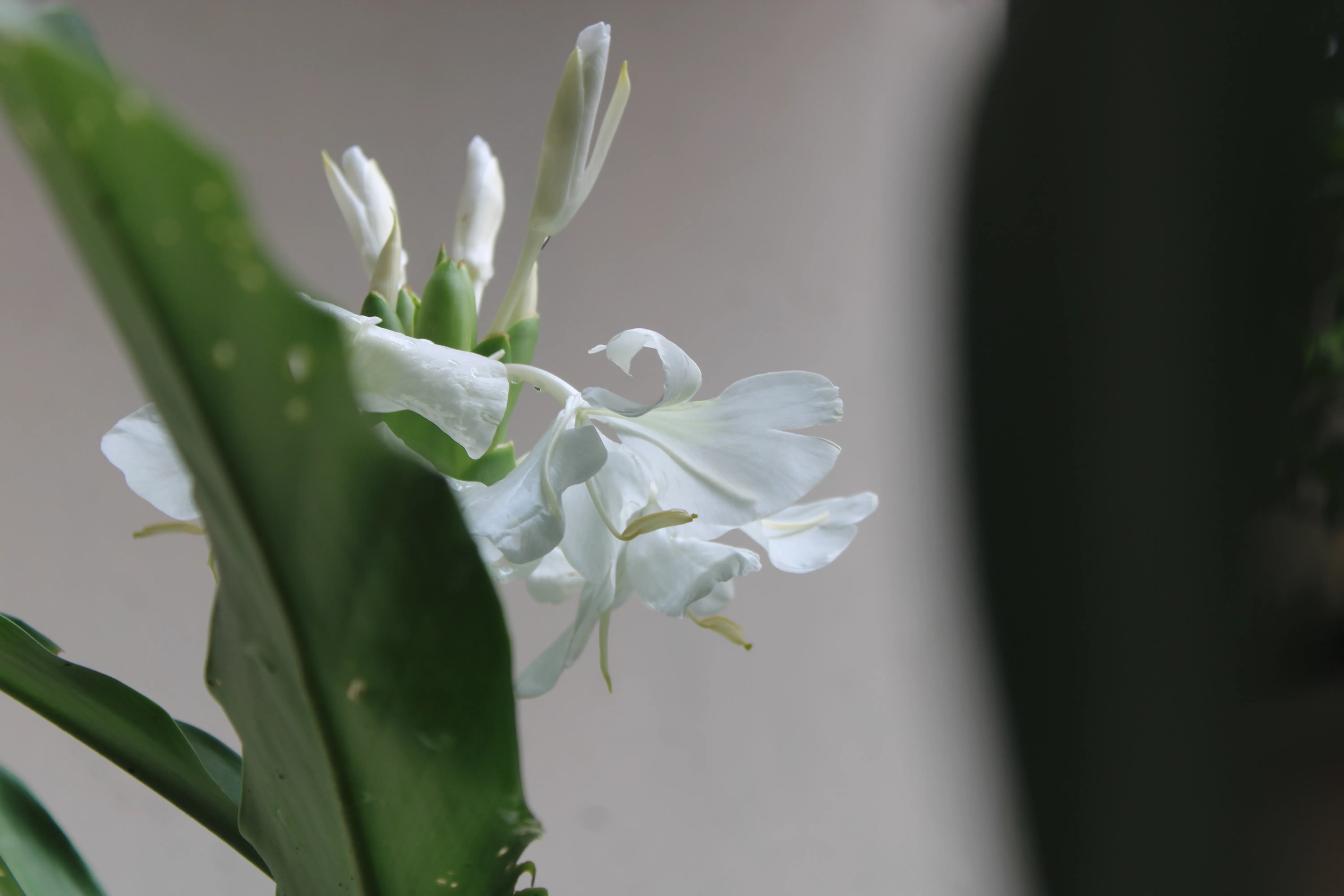 Lillies - Kozhikode, Kerala