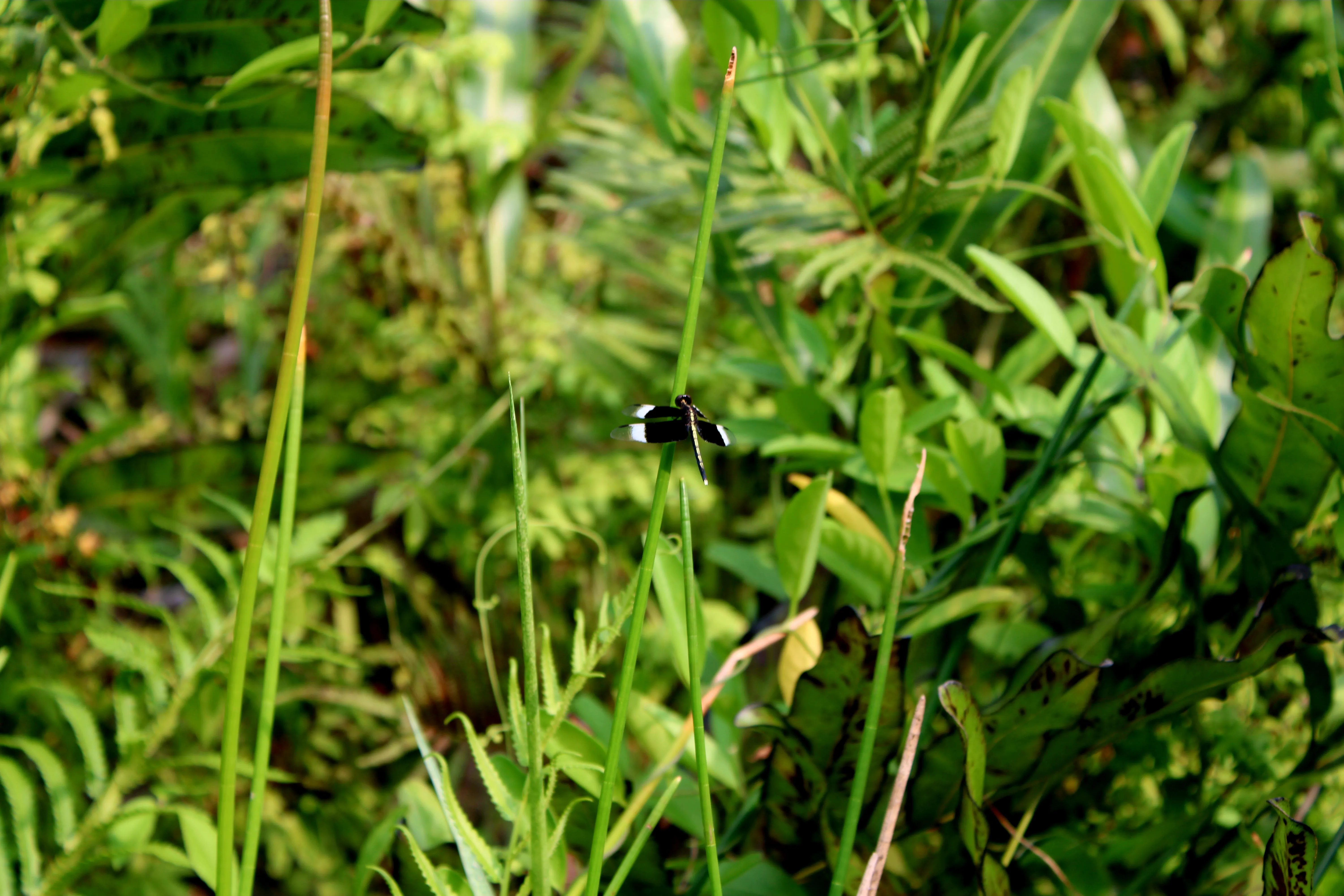 Dragonfly - Kozhikode, Kerala