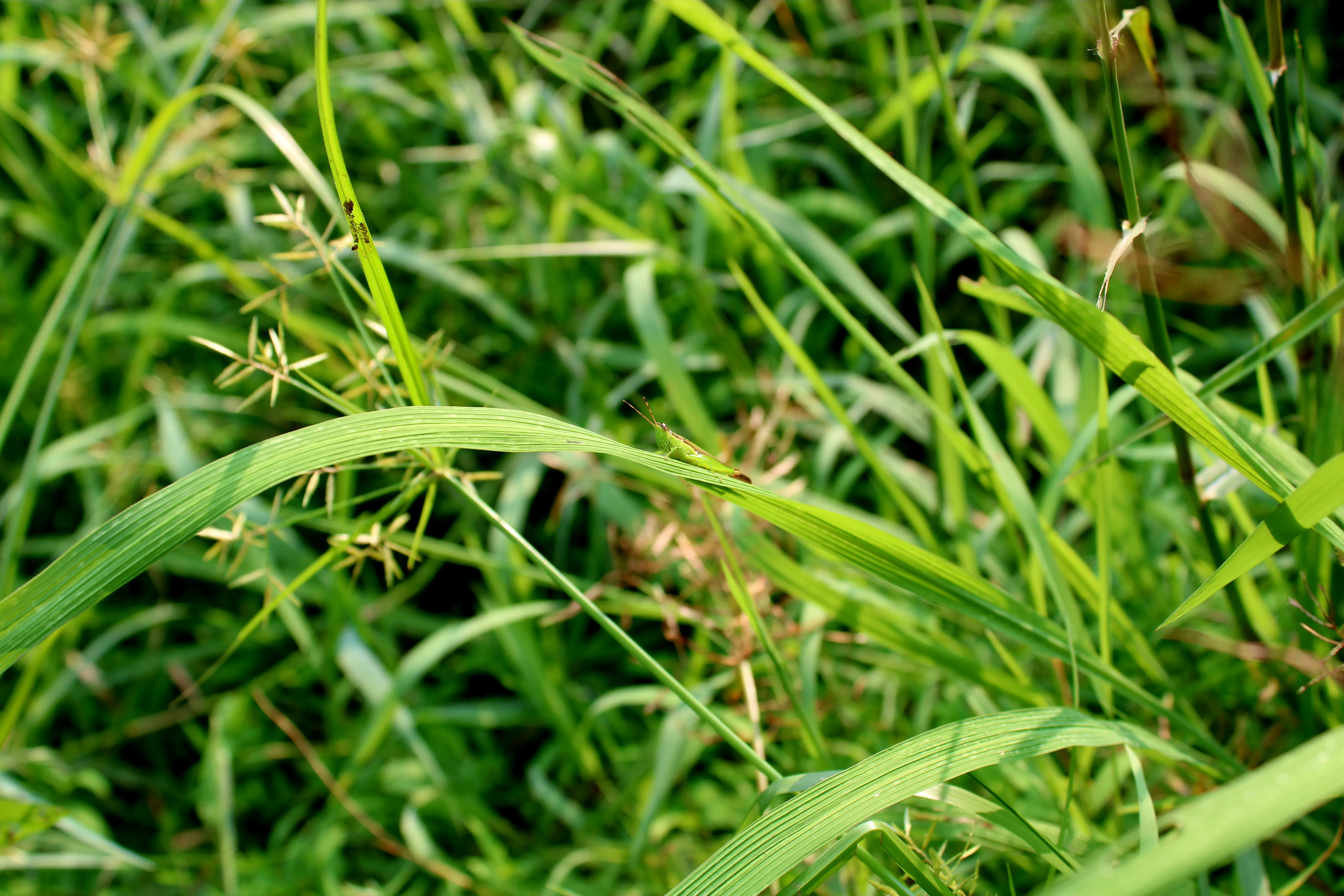 Grasshopper - Kozhikode, Kerala