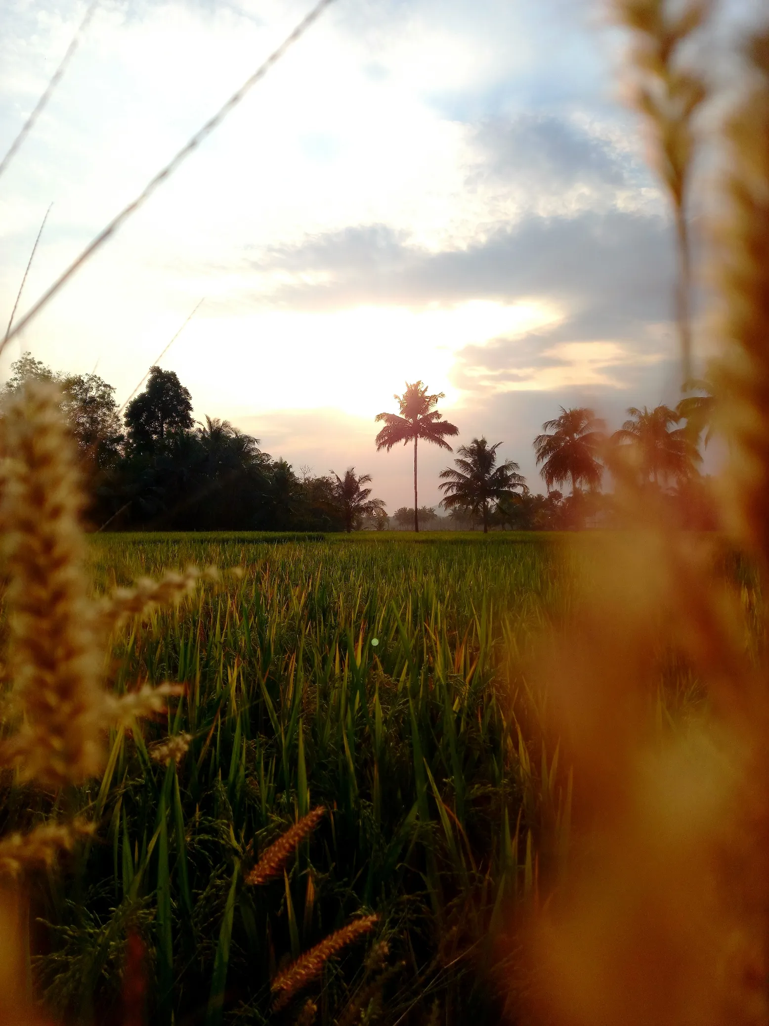 A field - Palakkad, Kerala