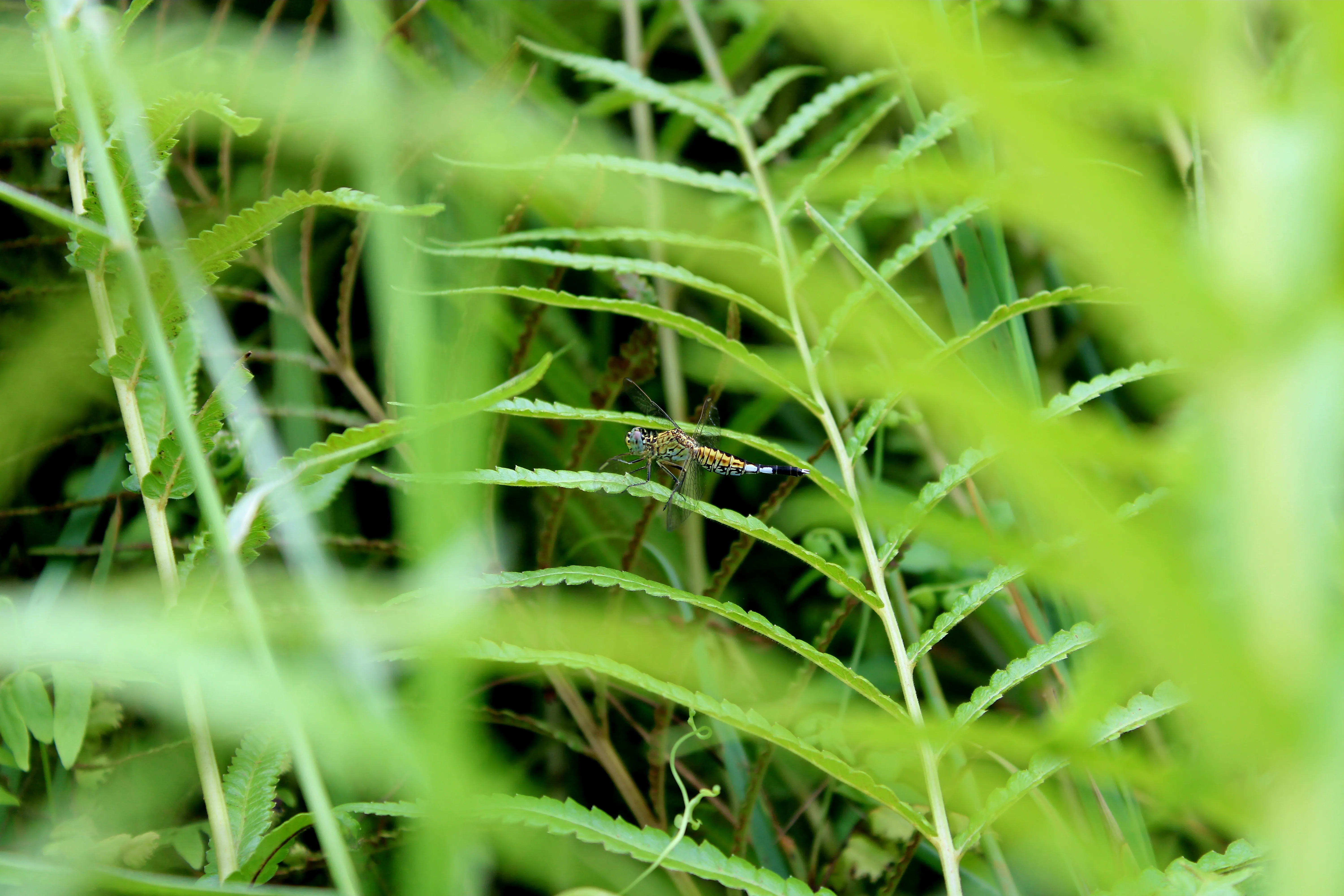 Dragonfly - Kozhikode, Kerala
