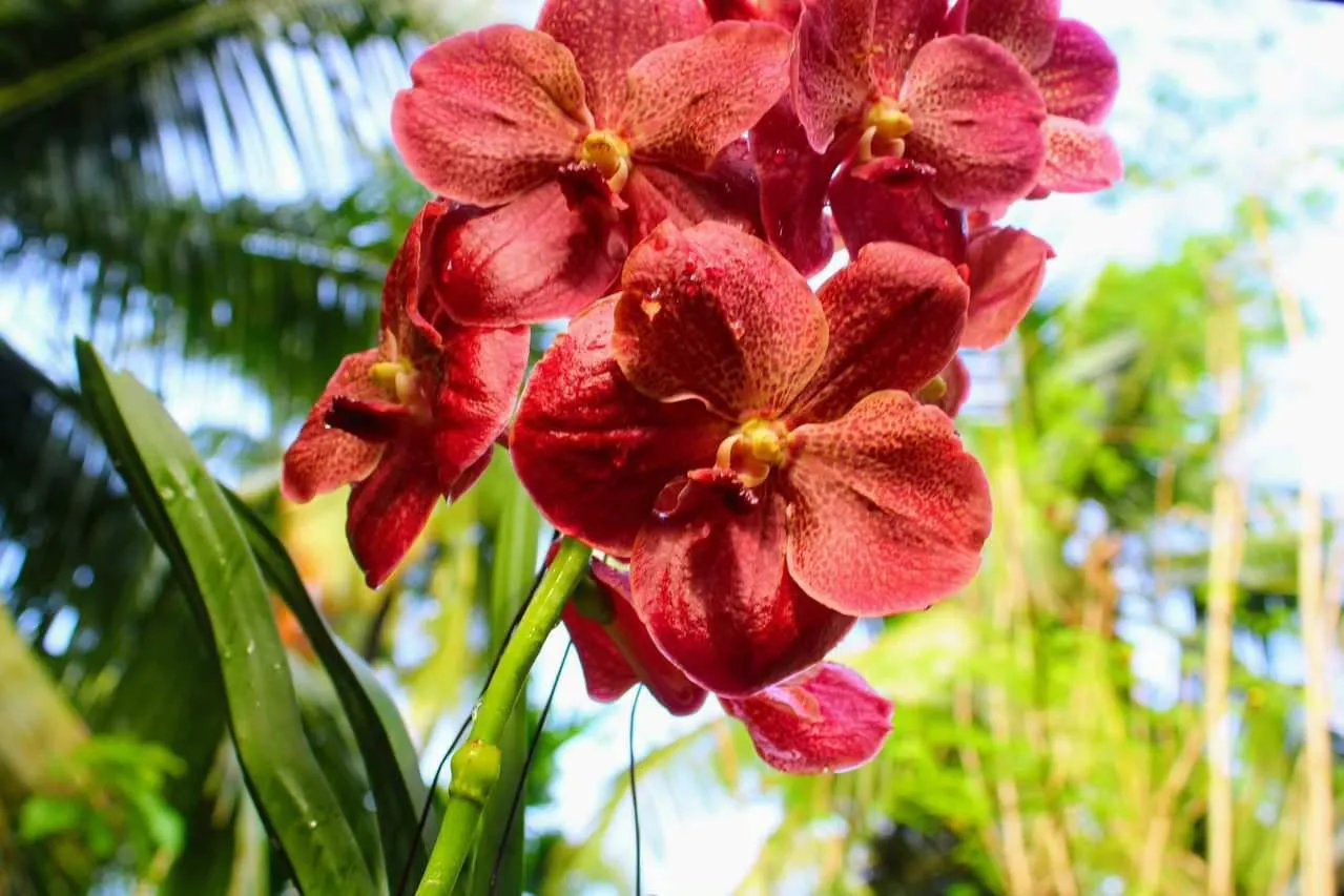 Orchids - Kozhikode, Kerala